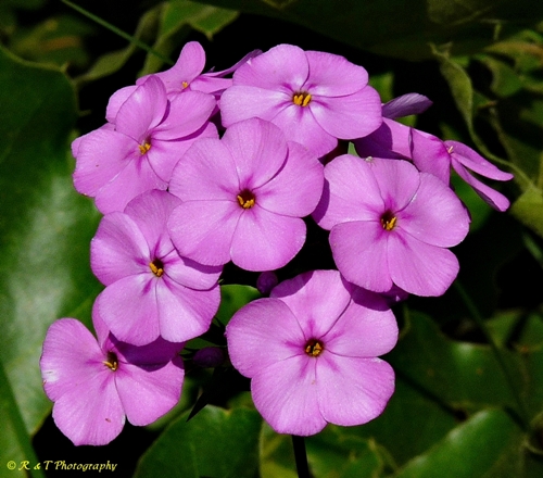 {Phlox maculata}